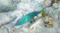 Stoplight Parrotfish 24