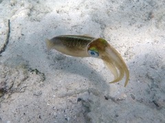 Caribbean Reef Squid