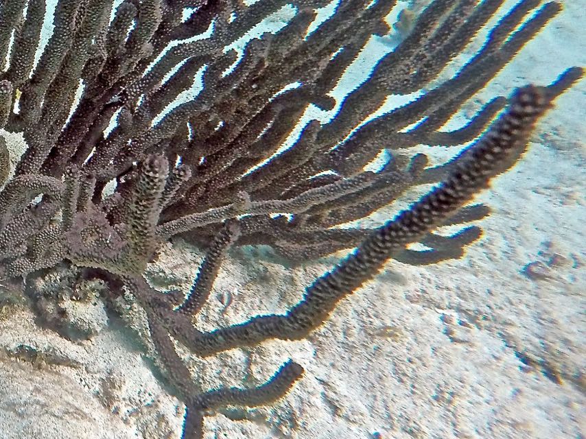 Black Sea Rod (Close)