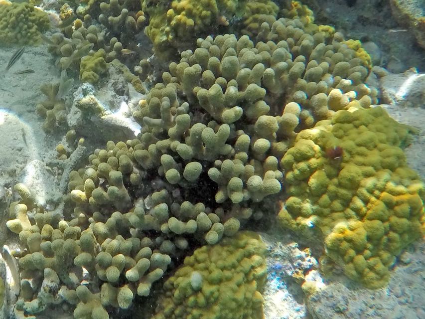 Branched Finger Coral