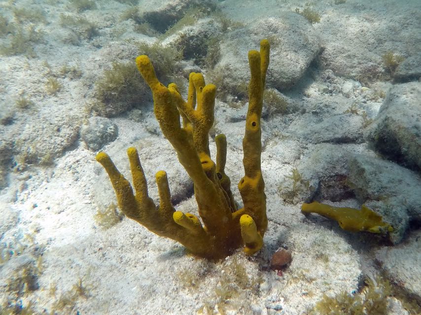 Antler Sponge