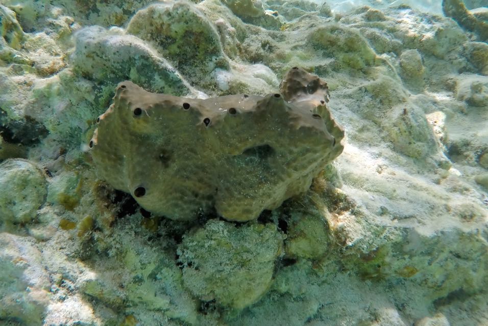 Brown Variable Sponge