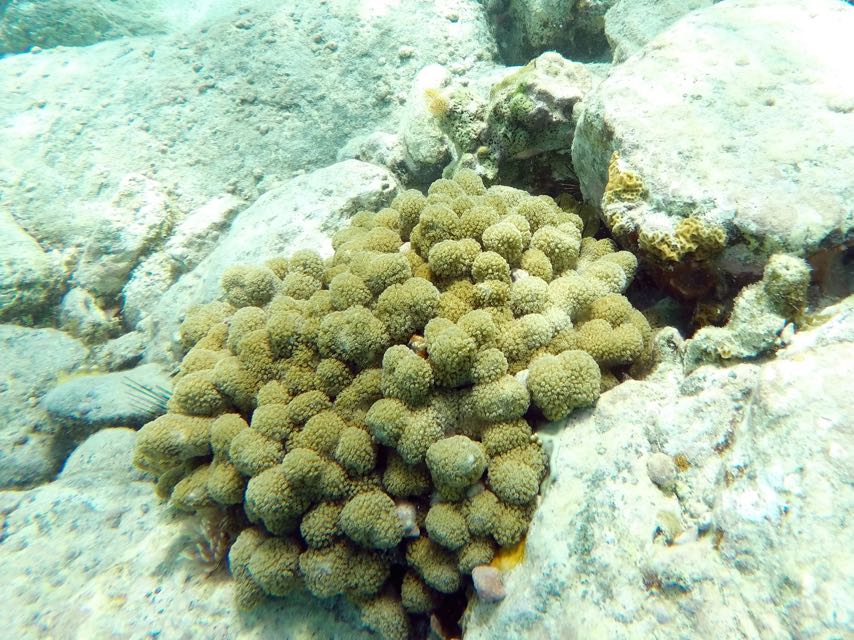 Clubtip Finger Coral