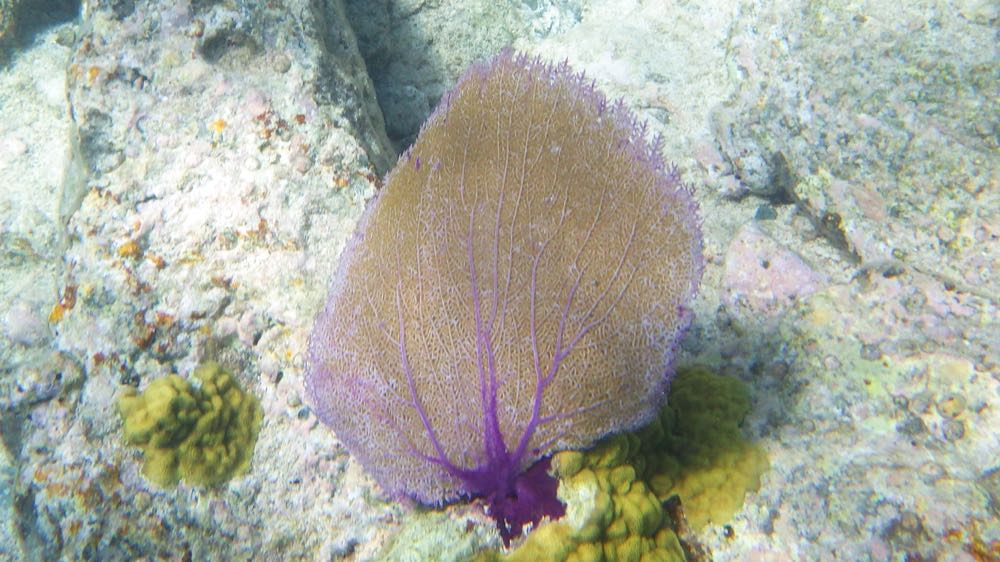 Common Sea Fan