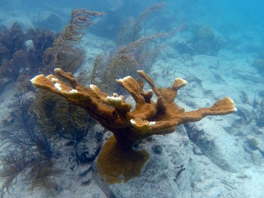 Elkhorn Coral