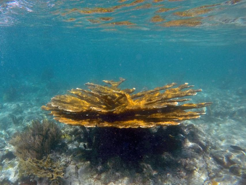 Elkhorn Coral