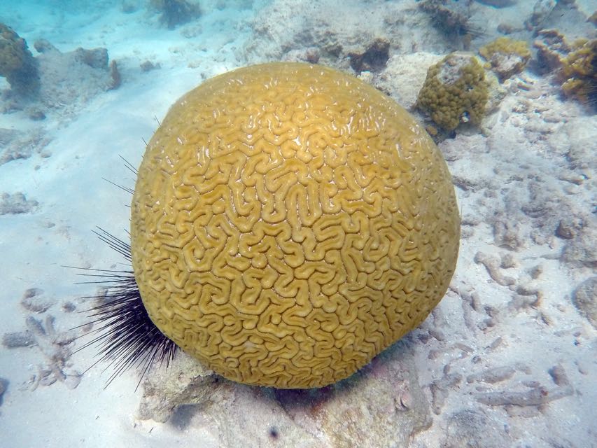 Grooved Brain Coral