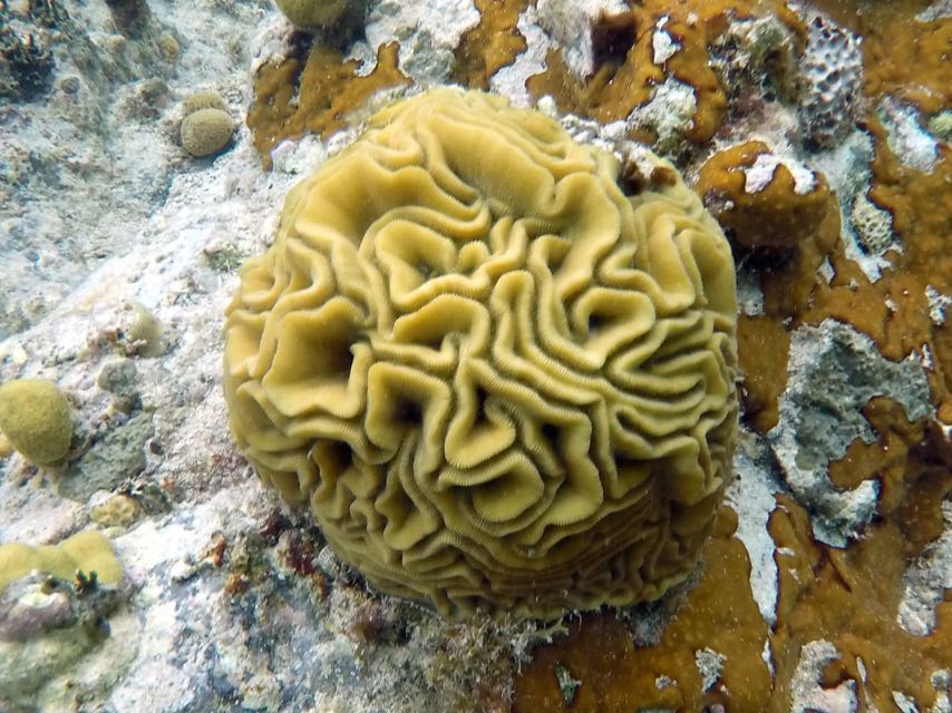 Grooved Brain Coral