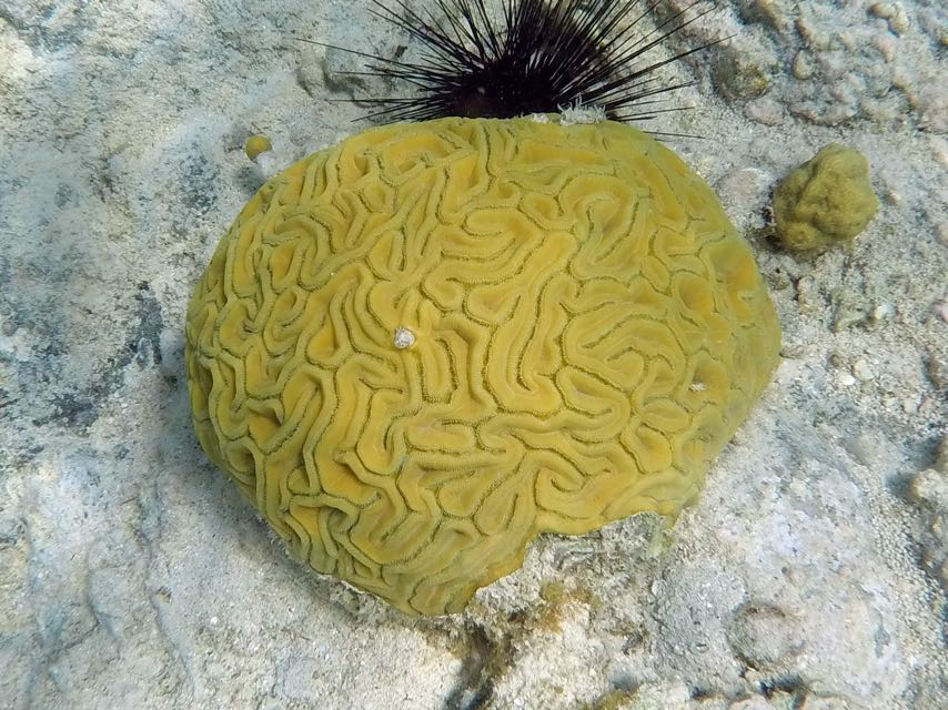 Grooved Brain Coral