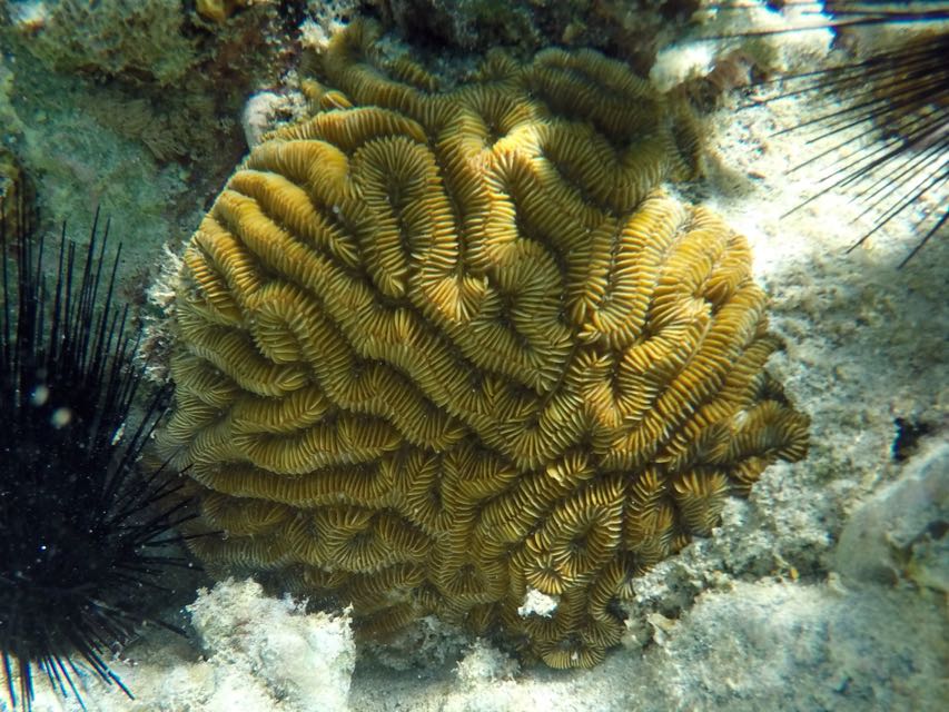 Maze Coral