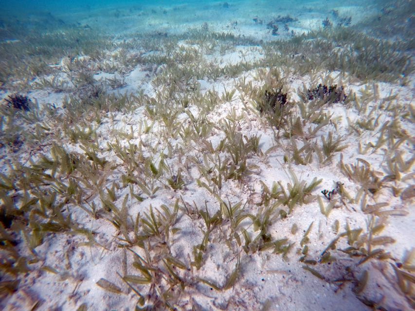 Midrib Seagrass