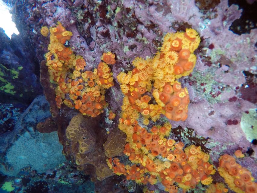 Orange Cup Coral