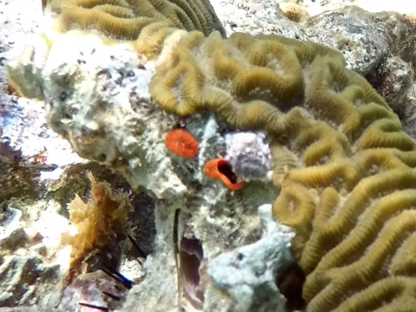 Orange Solitary Coral