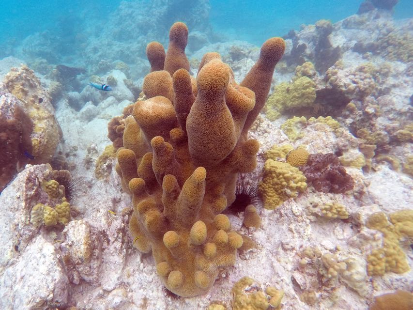 Pillar Coral