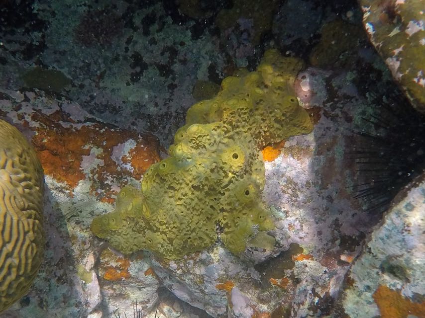 Pitted Sponge