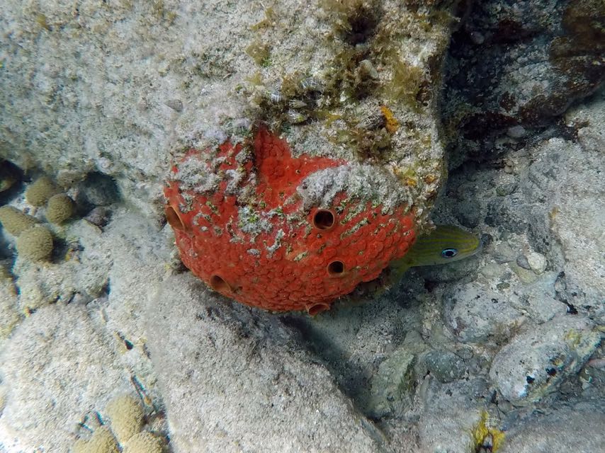 Red Boring Sponge