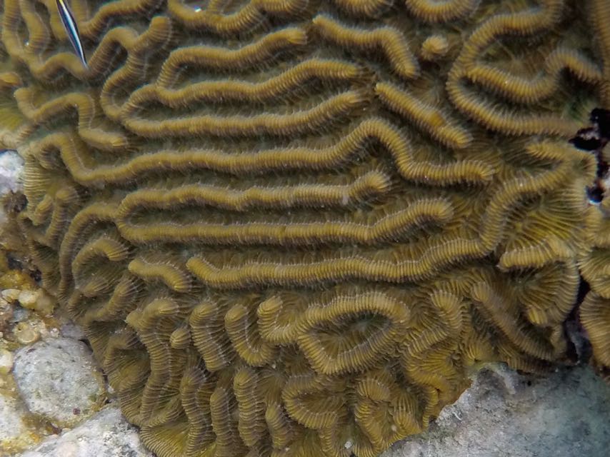 Ridged Cactus Coral