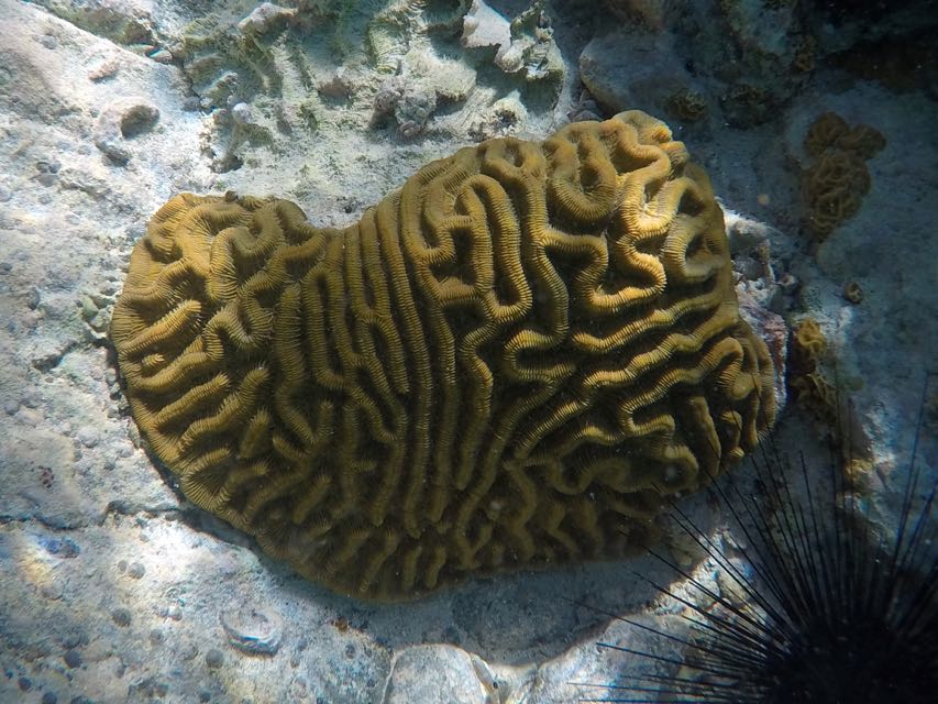 Ridged Cactus Coral