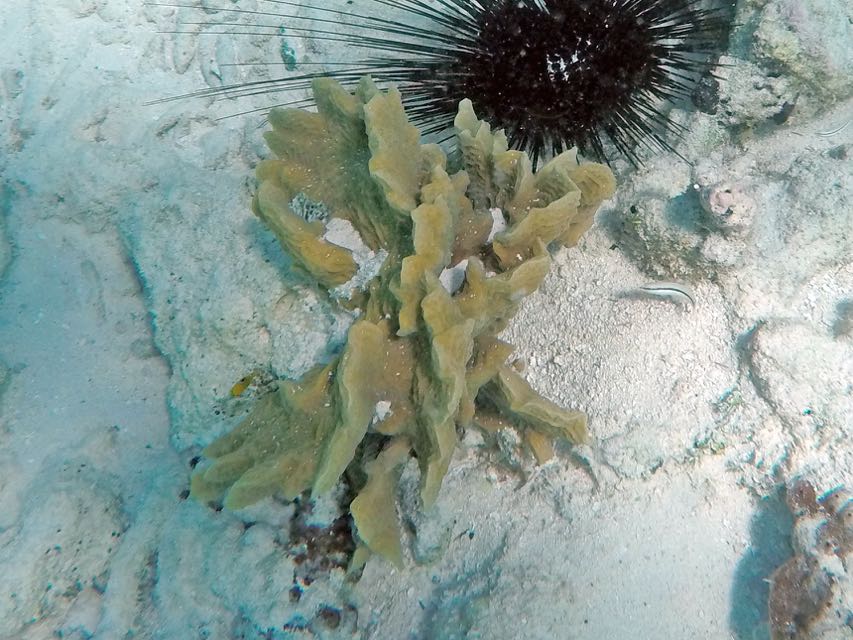 Scaled Lettuce Coral