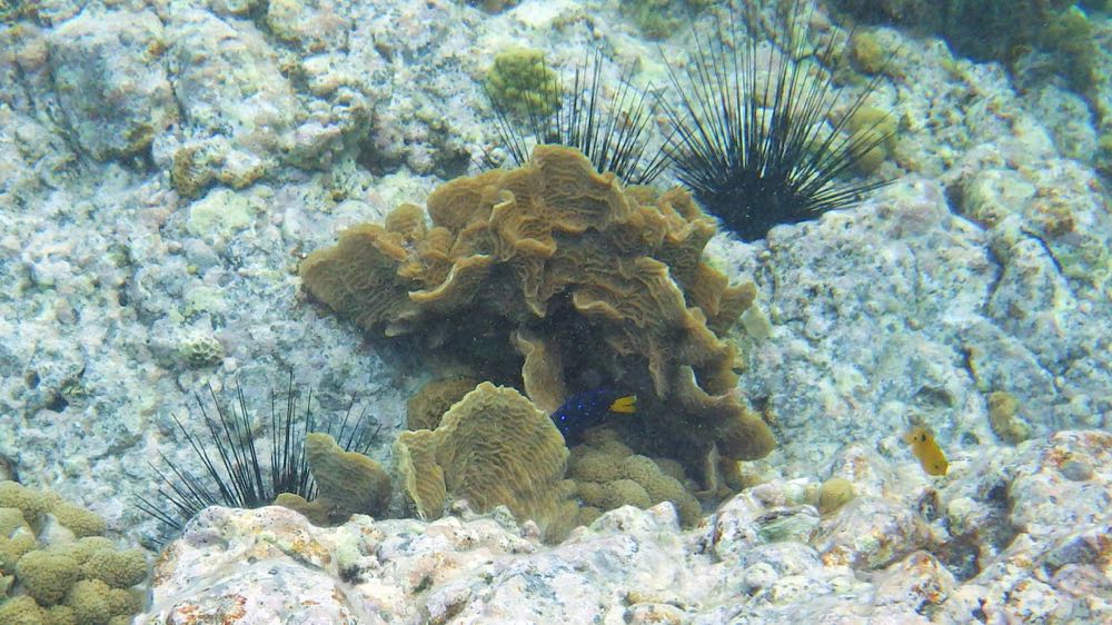 Scaled Lettuce Coral