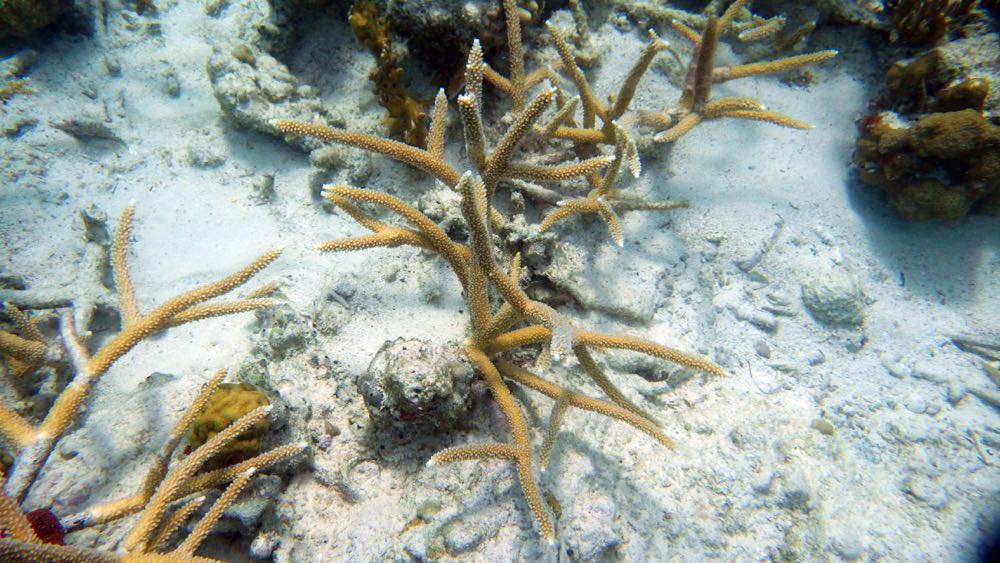 Staghorn Coral