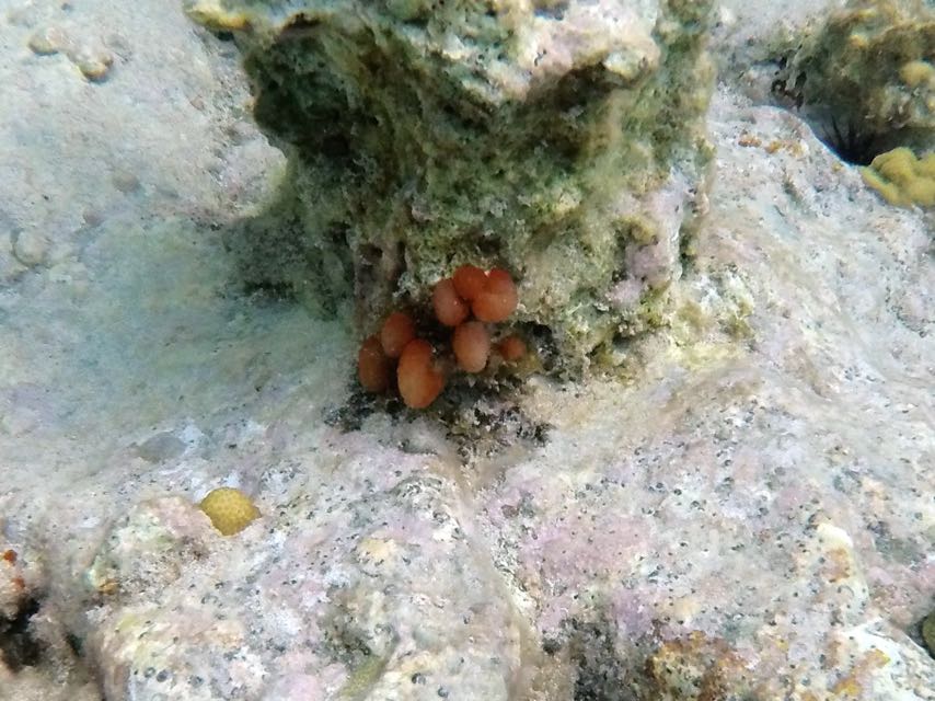 Strawberry Tunicate