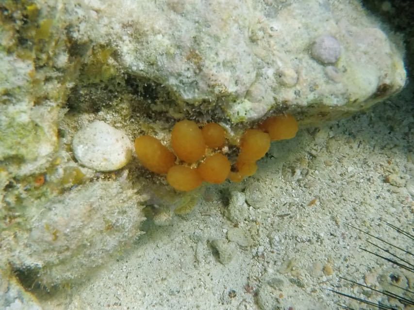 Strawberry Tunicate