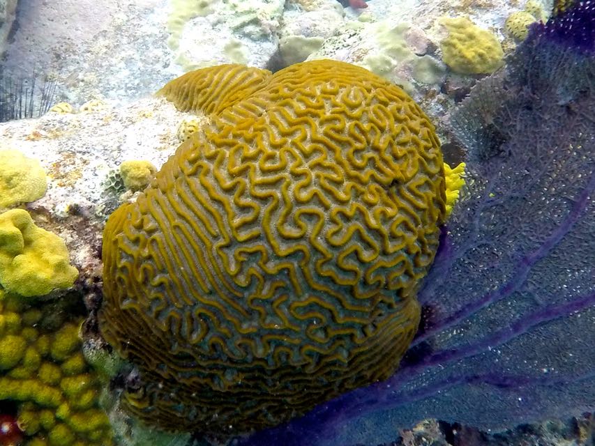 Symetrical Brain Coral