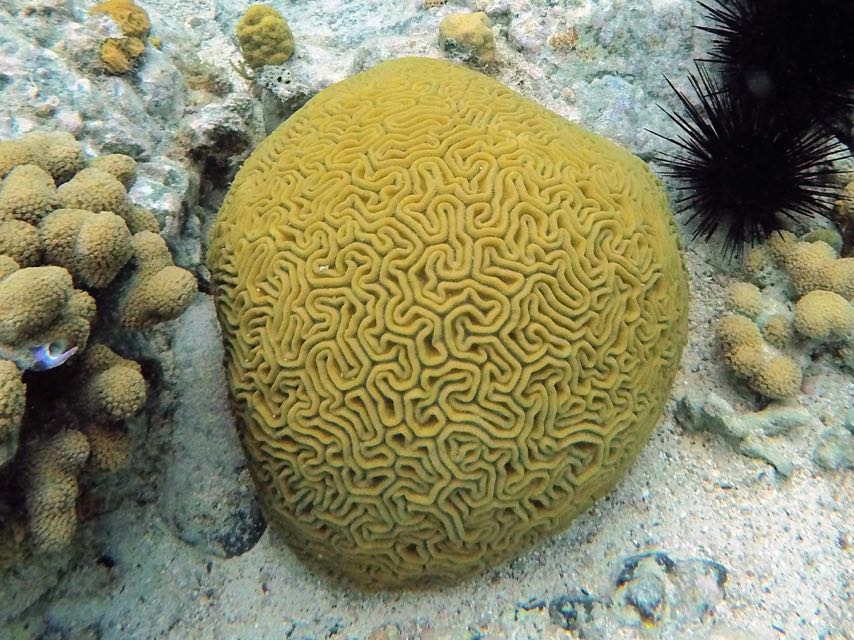 Symetrical Brain Coral