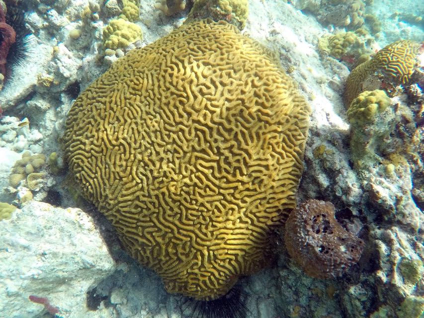 Symetrical Brain Coral