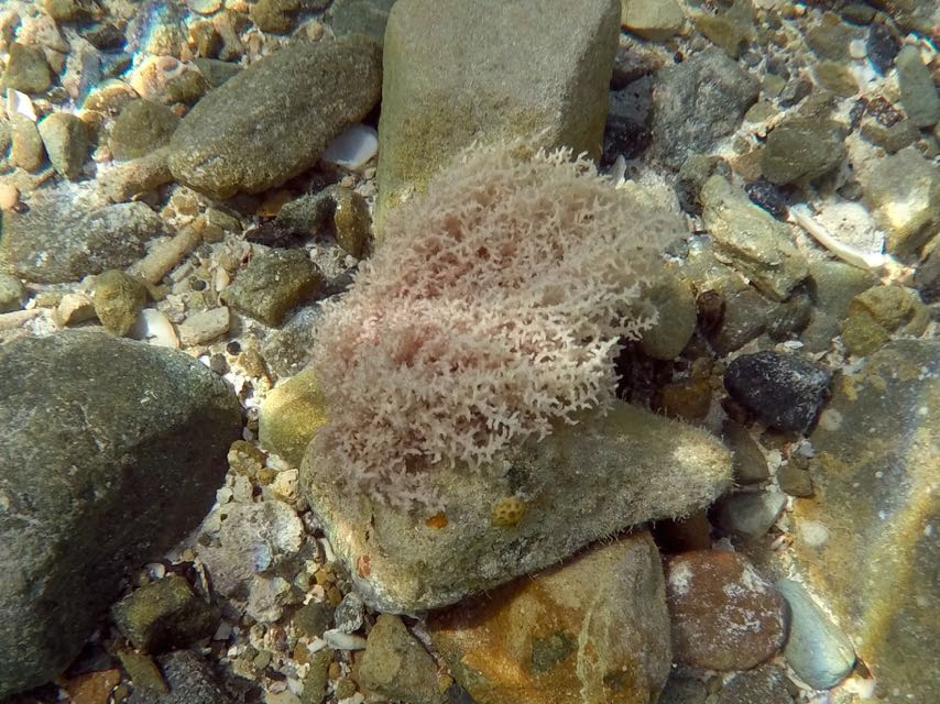 Tubular Thicket Algae