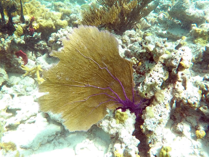 Venus Sea Fan