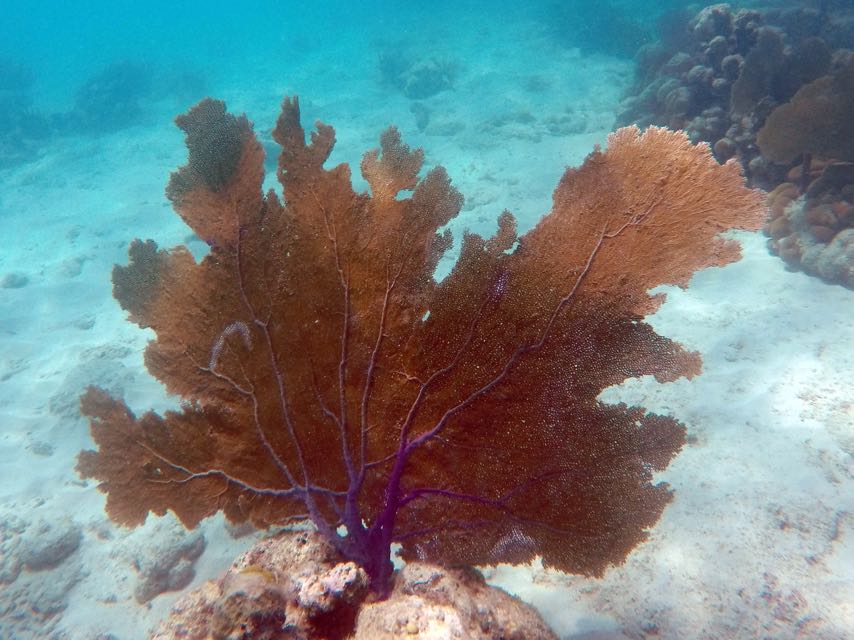 Venus Sea Fan