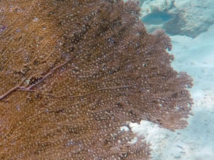 Venus Sea Fan (Close)