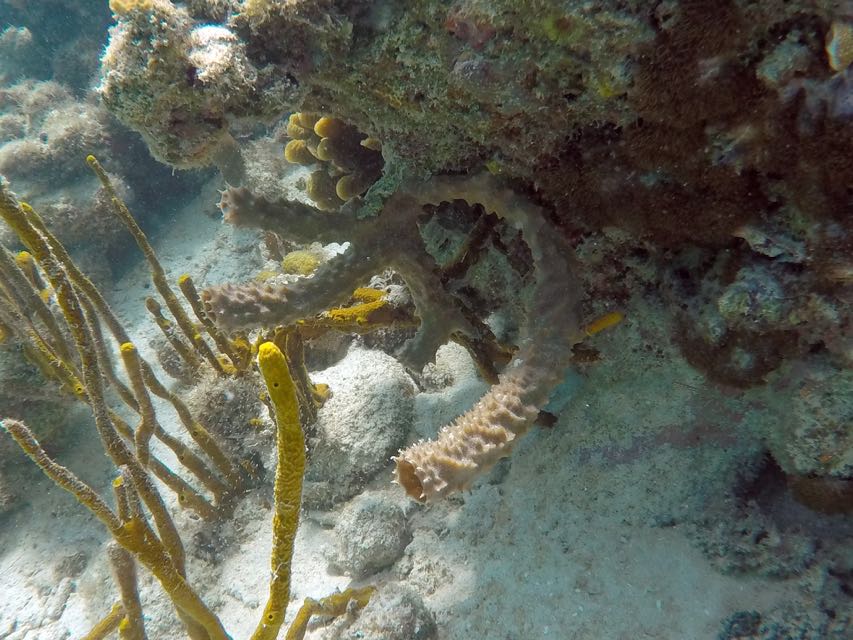 Yellow Tube Sponge (4')