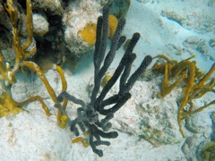 Black Sea Rod