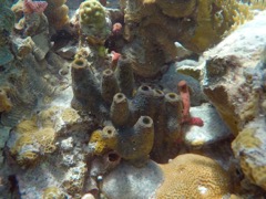 Branching Tube Sponge