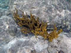 Brown Encrusting Octopus Sponge