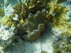 Brown Tube Sponge