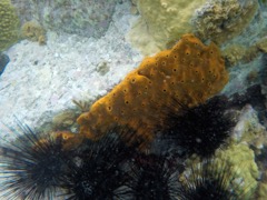 Brown Variable Sponge