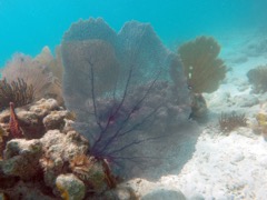 Common Sea Fan