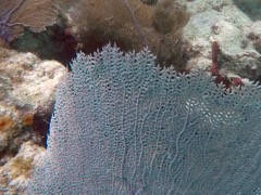 Common Sea Fan (Close)