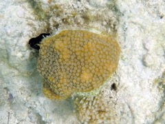 Common Star Coral