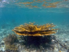 Elkhorn Coral