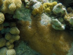 Encrusting Gorgonian