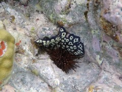 Geometric Encrusting Tunicates