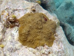 Knobby Brain Coral