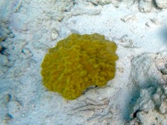 Mustard Hill Coral