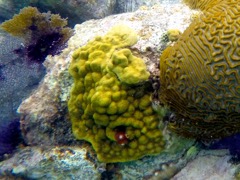 Mustard Hill Coral