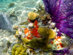 Orange Cup Coral